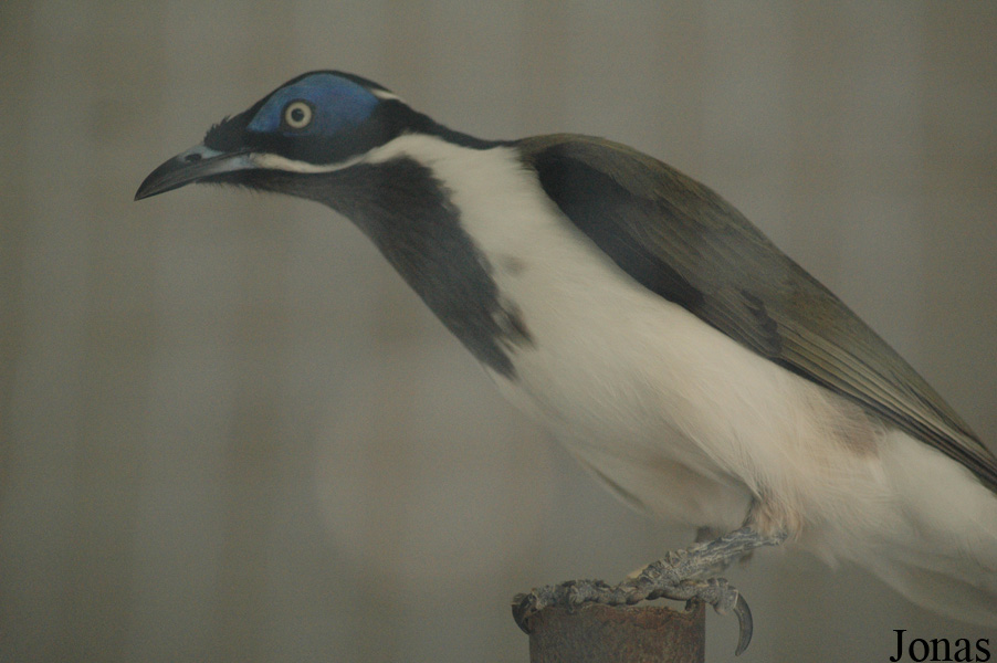 Entomyzon cyanotis