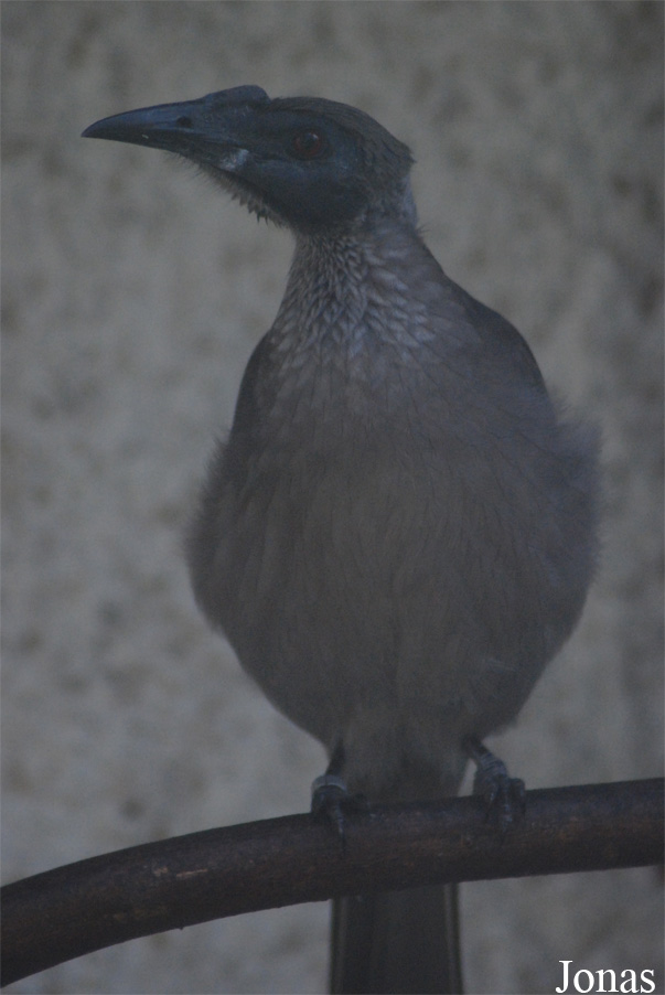 Philemon buceroides