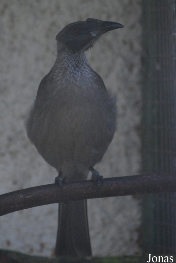 Philemon buceroides