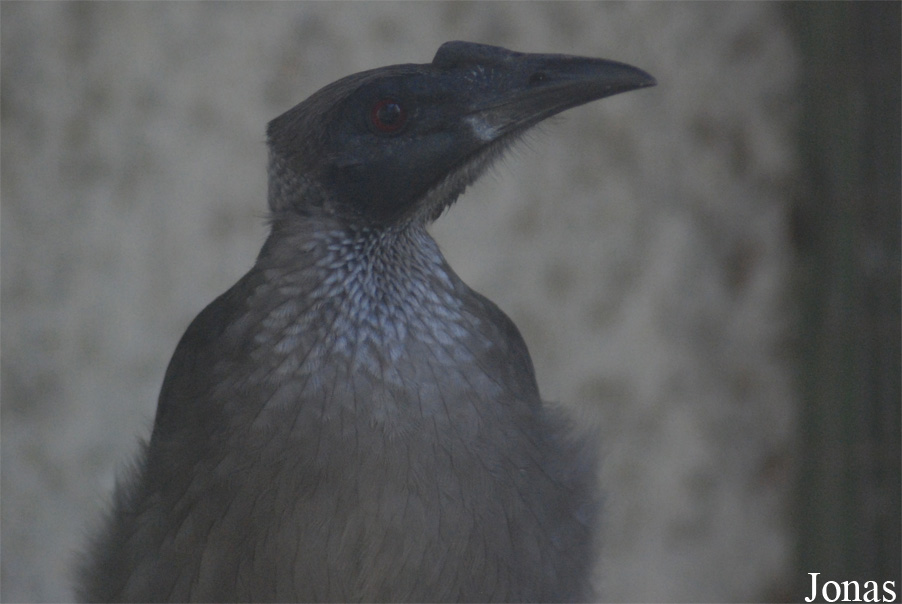 Philemon buceroides