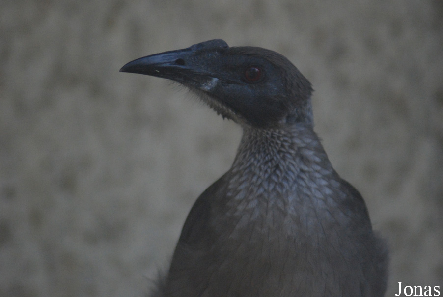 Philemon buceroides