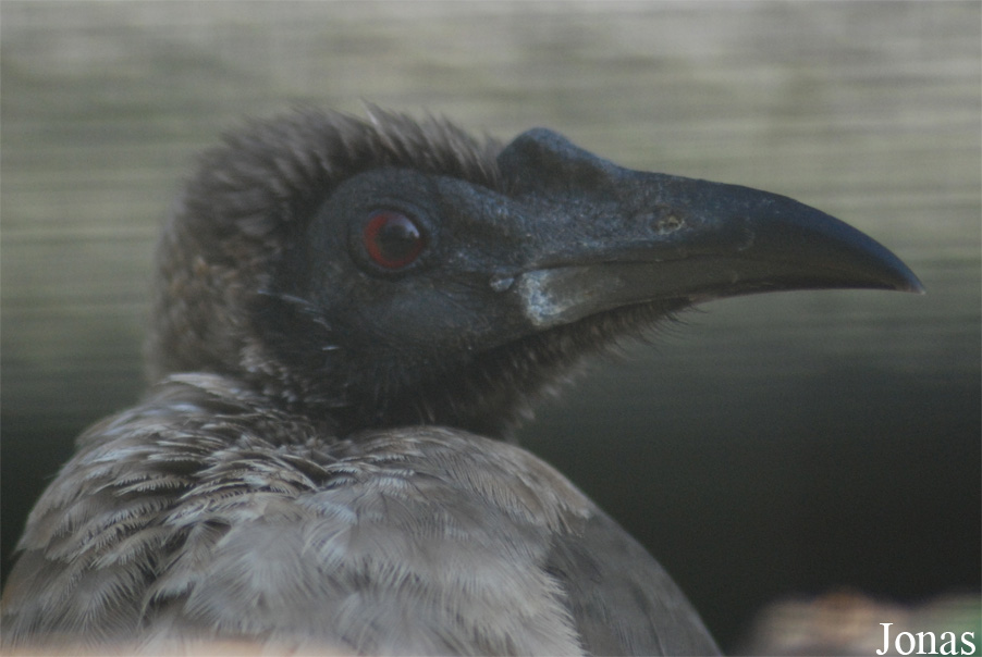 Philemon buceroides