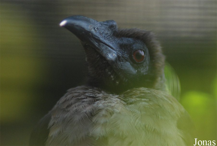 Philemon buceroides
