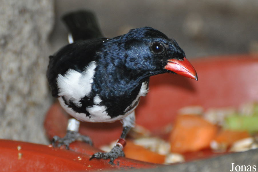 Lamprospiza melanoleuca