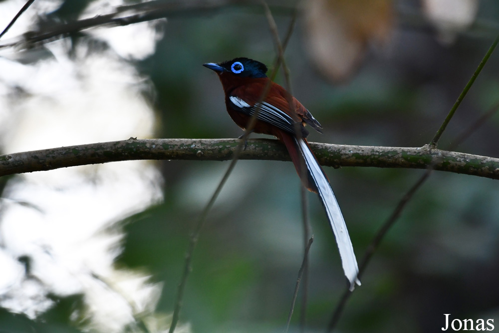 Parc National de Lokobe
