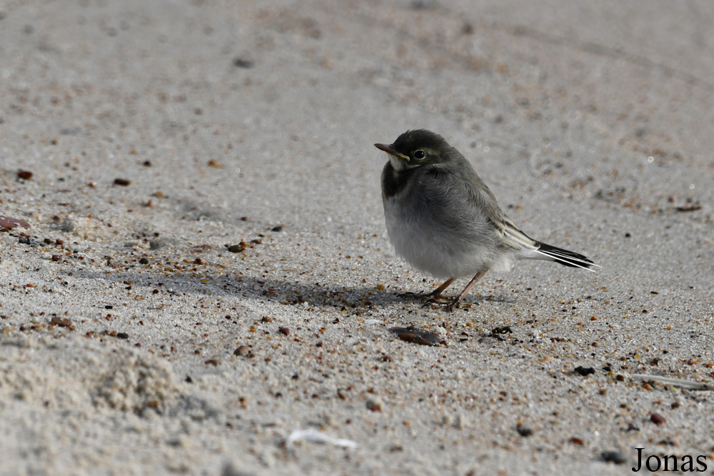 Curonian Spit National Park