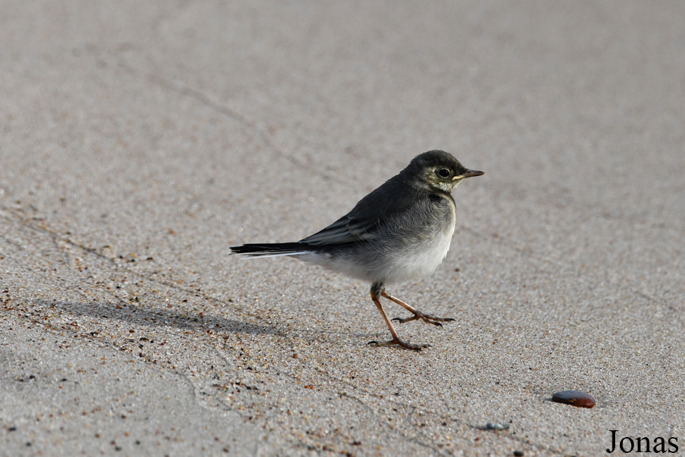 Curonian Spit National Park