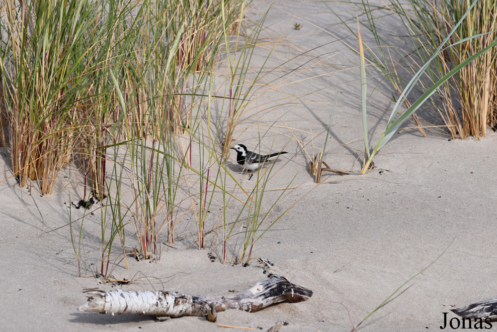 Curonian Spit National Park