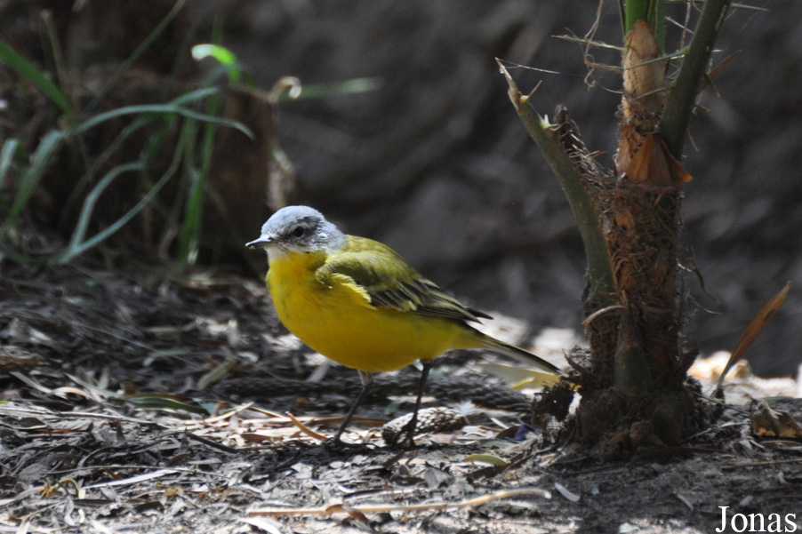 Motacilla flava