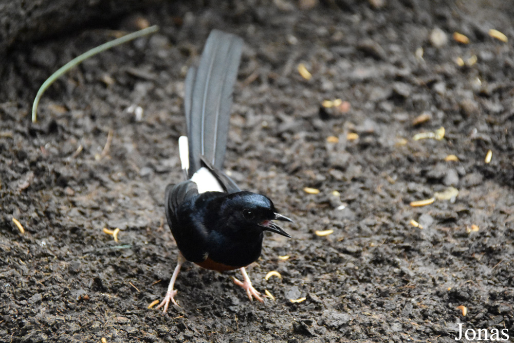 Copsychus malabaricus