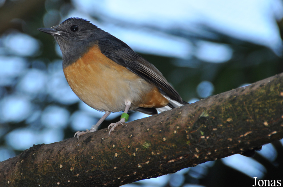 Copsychus malabaricus