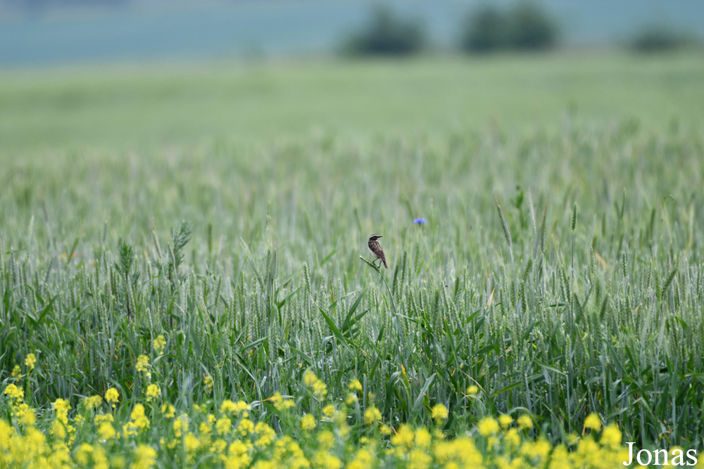 Žuvintas Biosphere Reserve