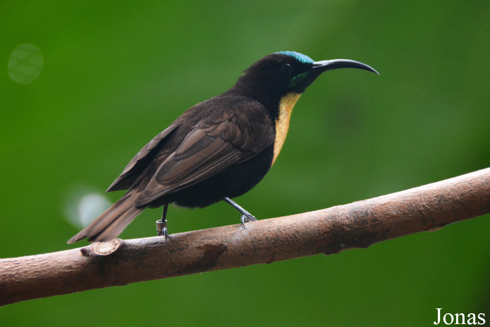 Chalcomitra senegalensis