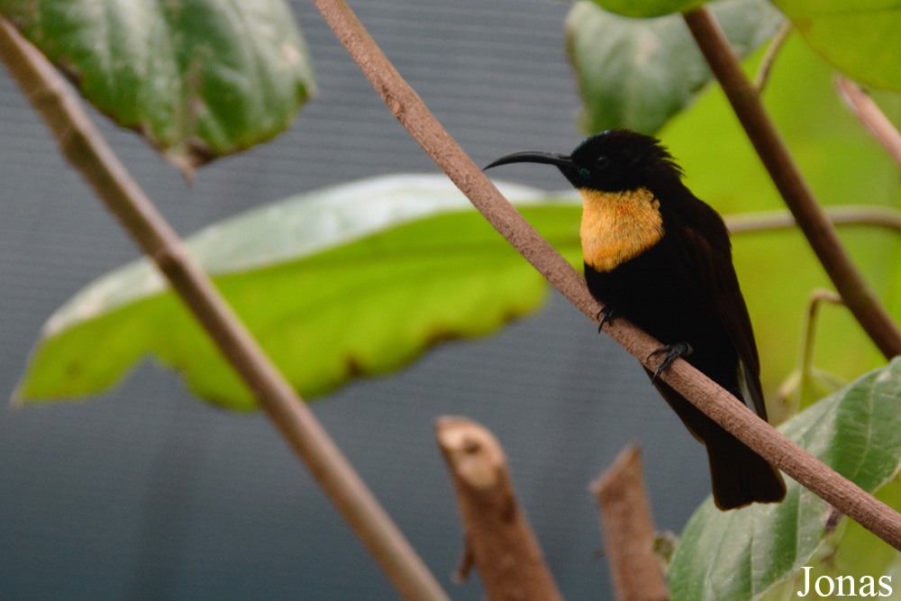 Chalcomitra senegalensis