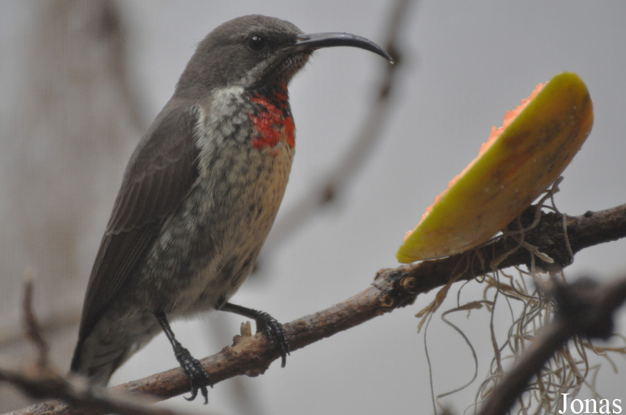 Chalcomitra senegalensis