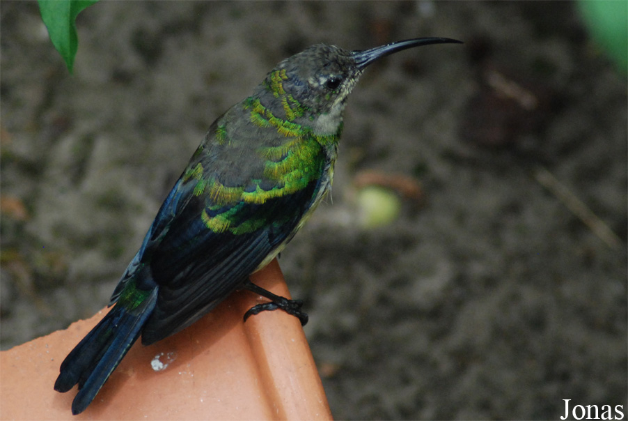 Cinnyris sovimanga