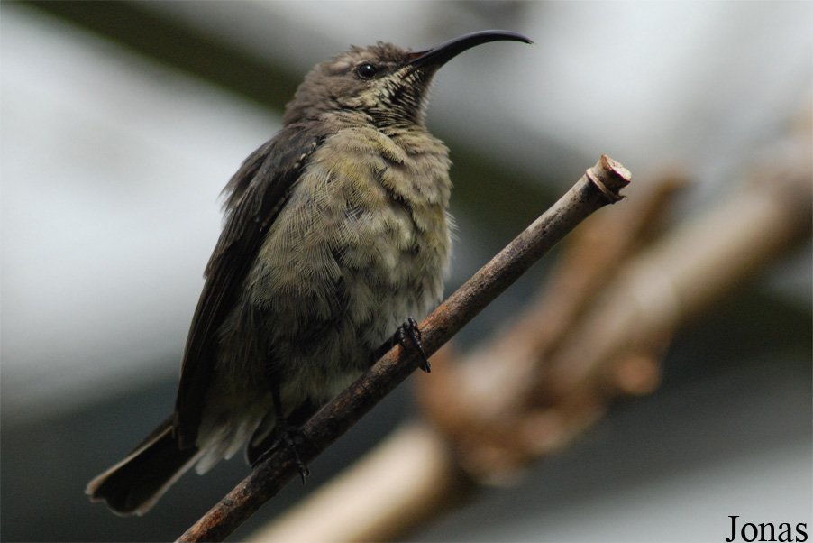 Cinnyris sovimanga