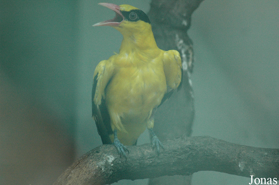 Oriolus chinensis
