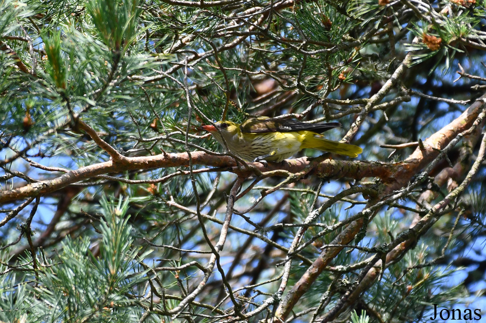 Nemunas Loops Regional Park