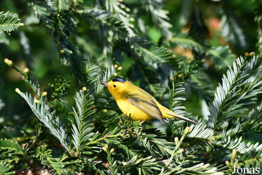 Cardellina pusilla chryseola / Golden Gate Park / Visualiser dans la Galerie animalière