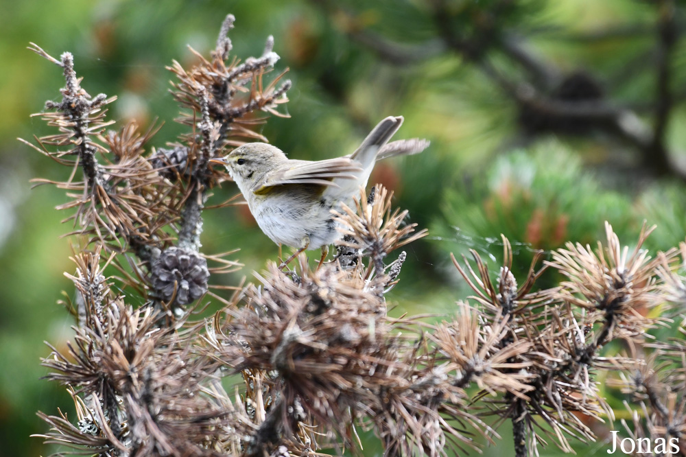 Curonian Spit National Park