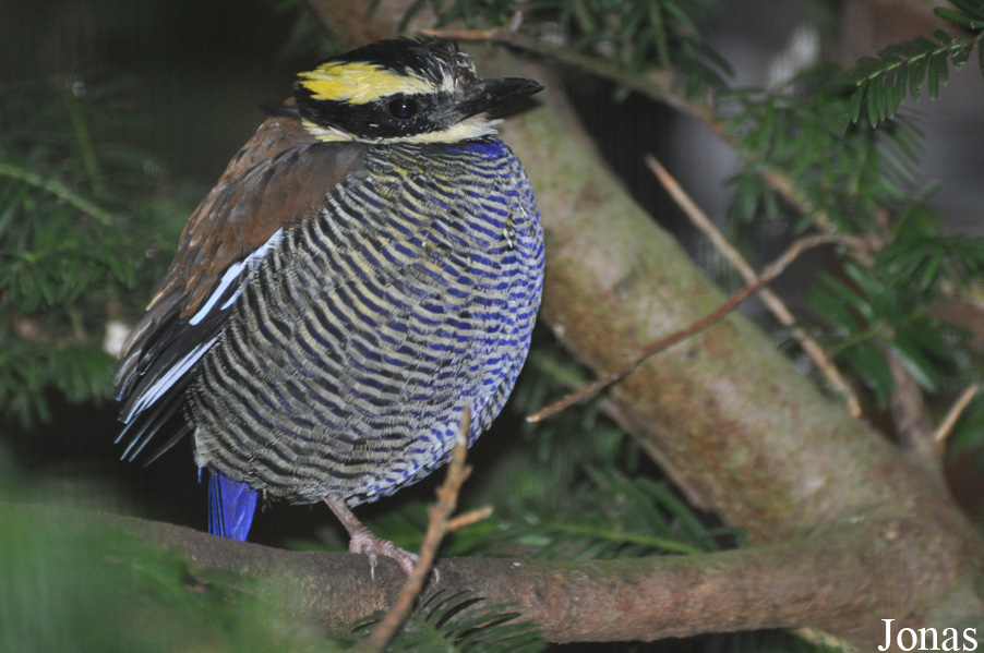 Hydrornis guajanus
