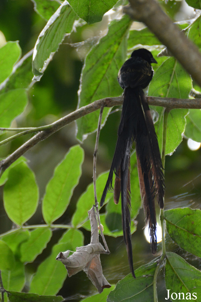 Euplectes jacksoni