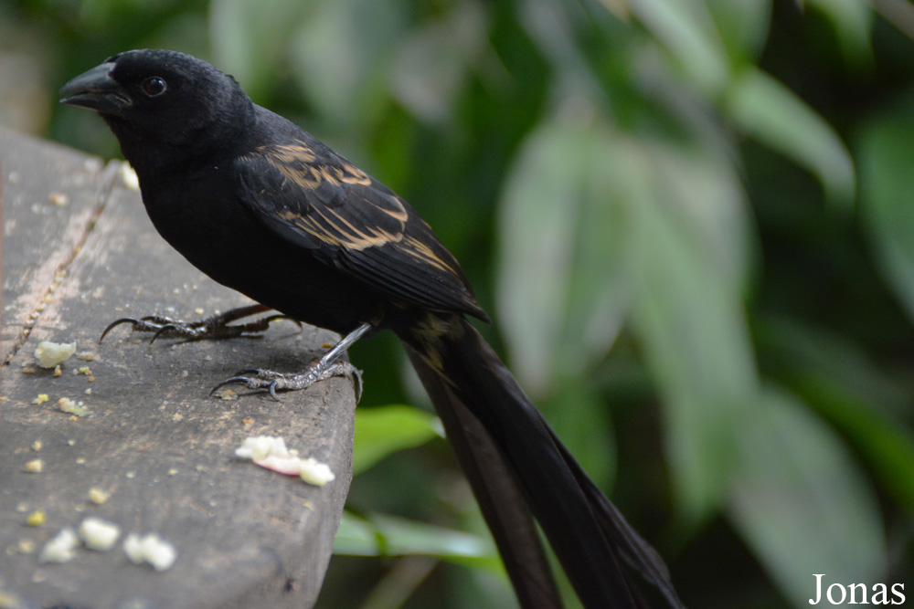 Euplectes jacksoni