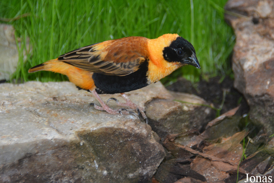 Euplectes orix