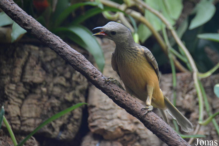Chlamydera cerviniventris