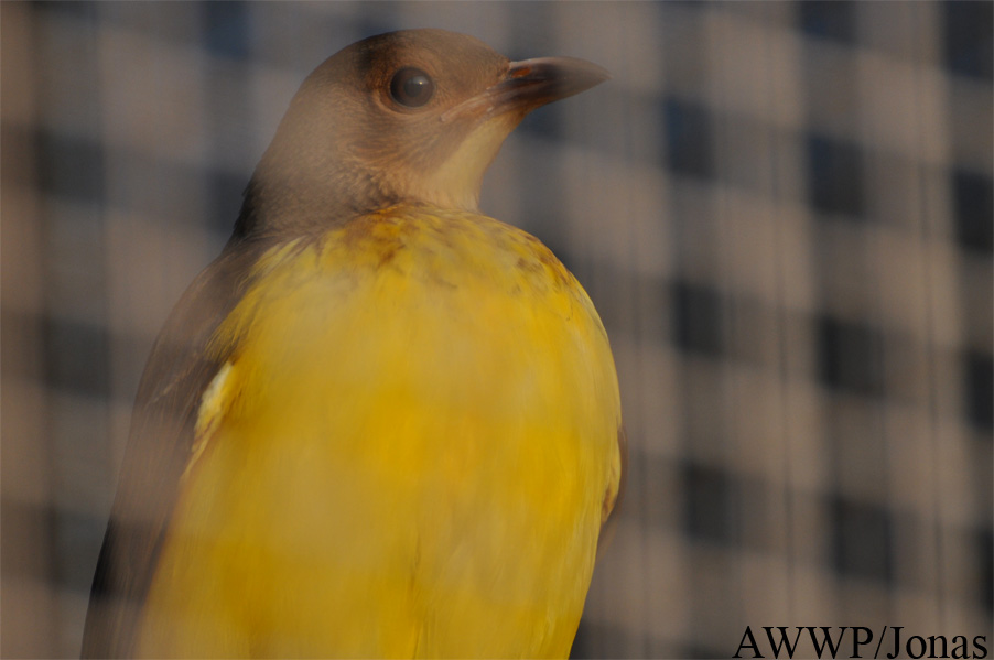 Sericulus ardens