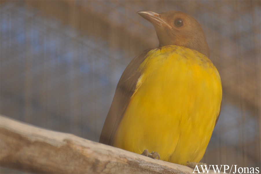 Sericulus ardens
