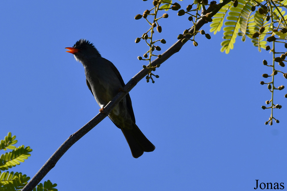 Parc National de Lokobe