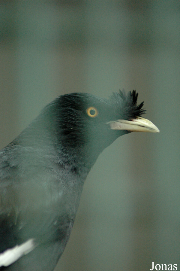 Acridotheres cristatellus