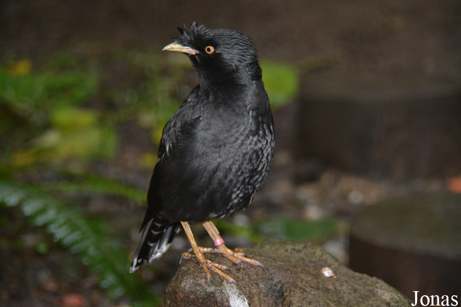 Acridotheres cristatellus formosanus