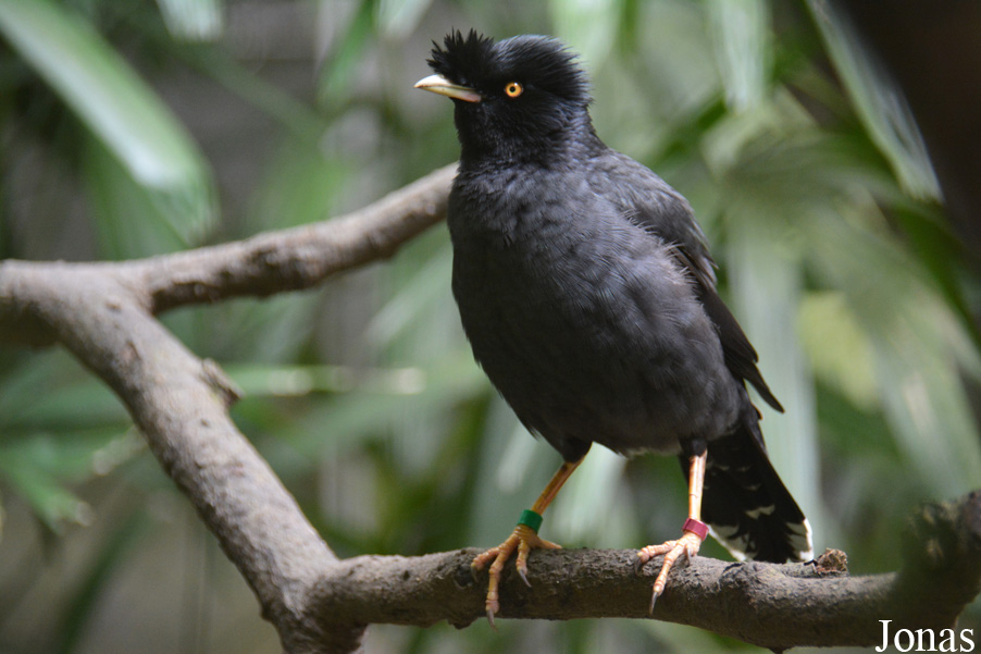 Acridotheres cristatellus formosanus