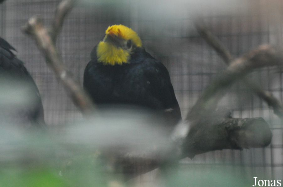 Ampeliceps coronatus