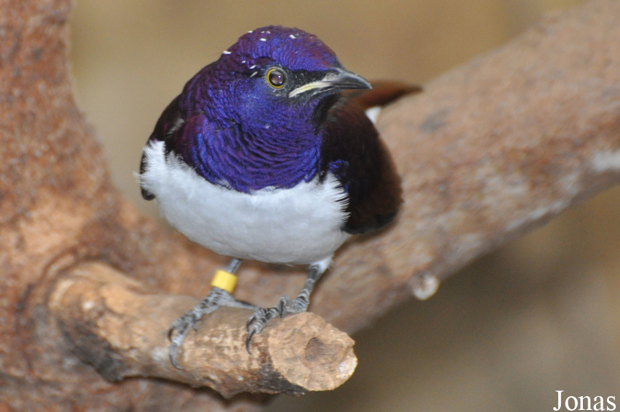 Cinnyricinclus leucogaster