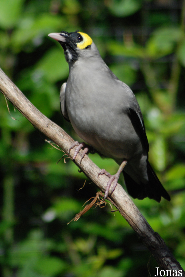 Creatophora cinerea