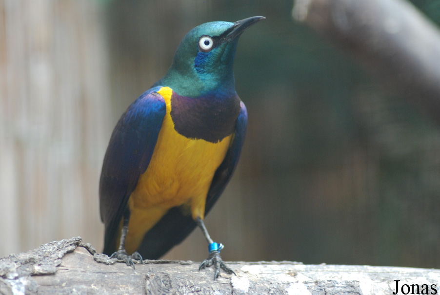 Lamprotornis regius