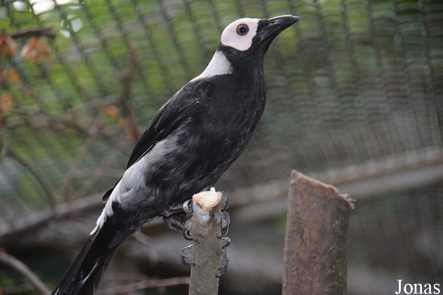 Sarcops calvus calvus