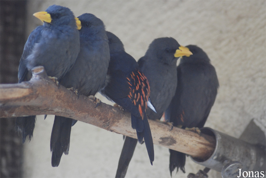 Scissirostrum dubium