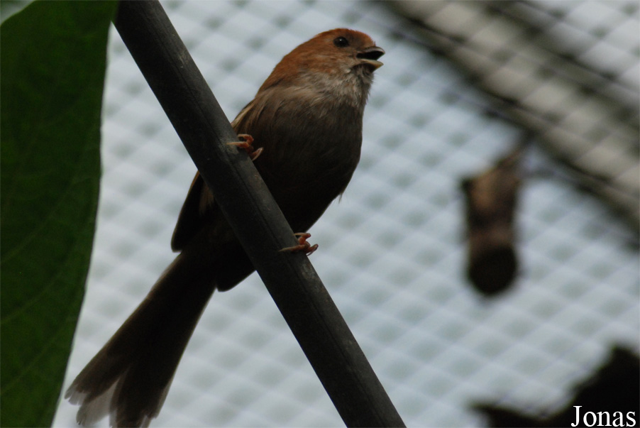 Psittiparus ruficeps
