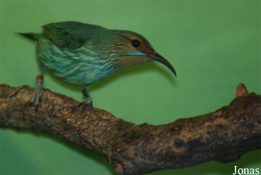 Cyanerpes caeruleus