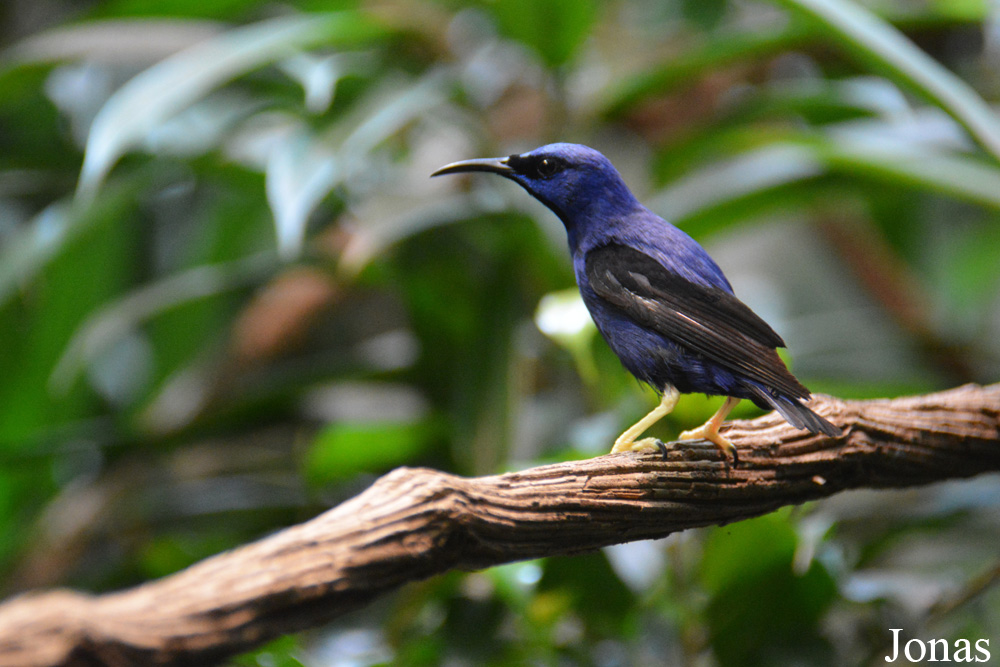 Cyanerpes caeruleus