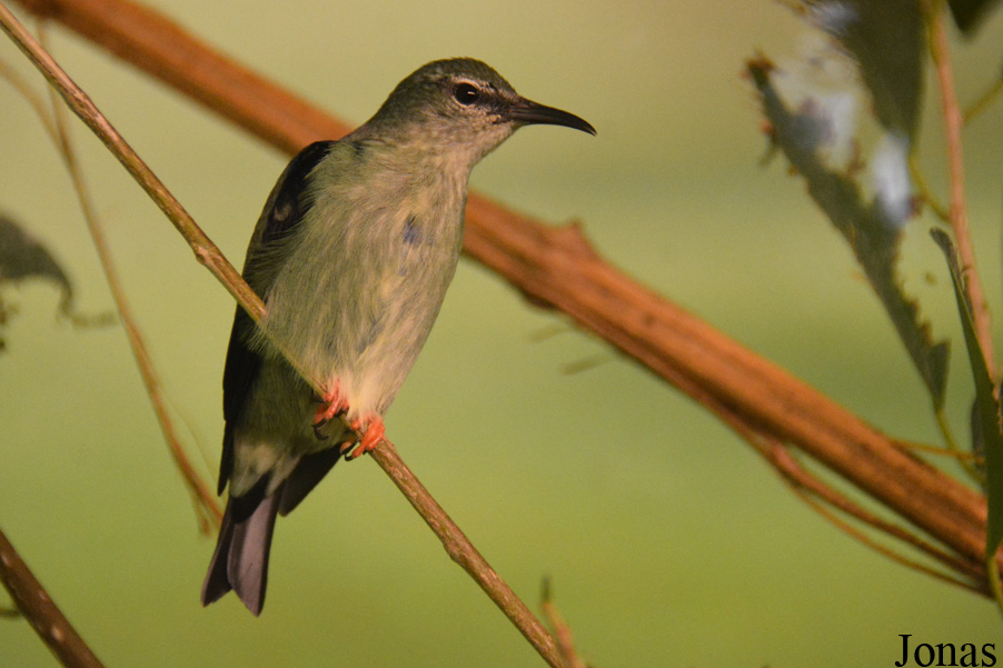 Cyanerpes cyaneus