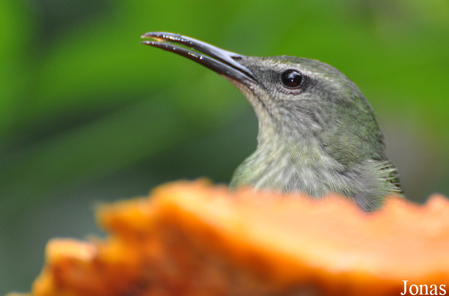 Cyanerpes cyaneus