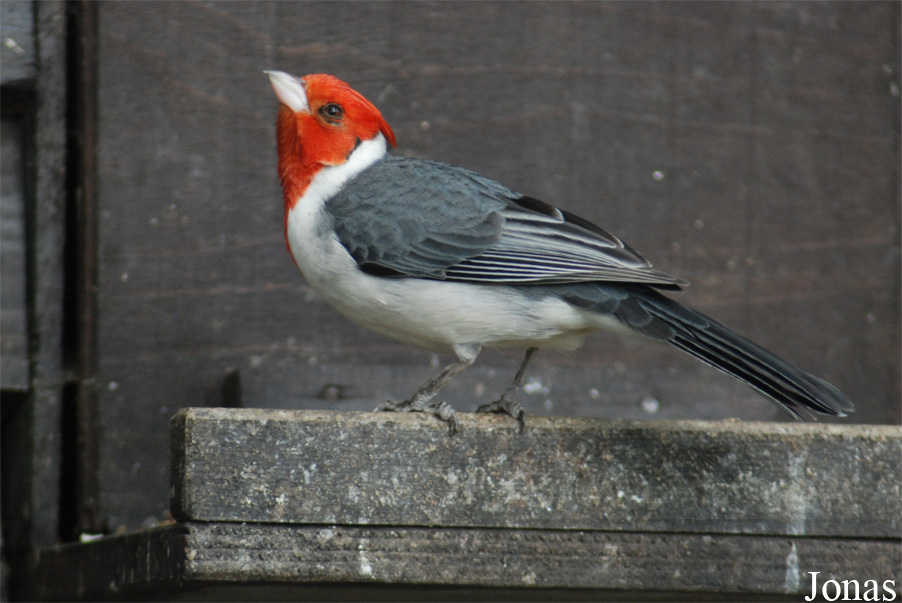 Paroaria coronata