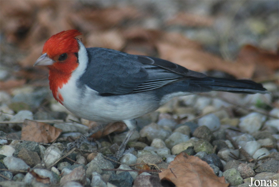 Paroaria coronata