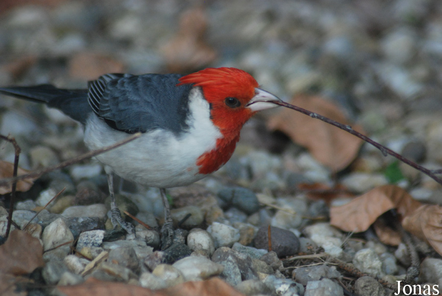 Paroaria coronata